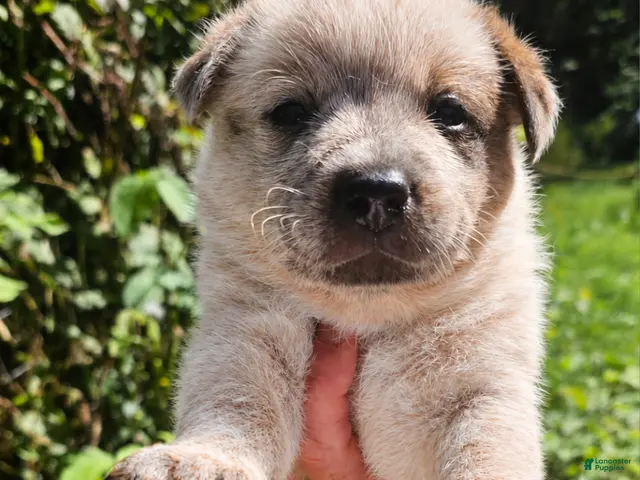 Australian Cattle Dog dogs for sale: Remi - Ad 2
