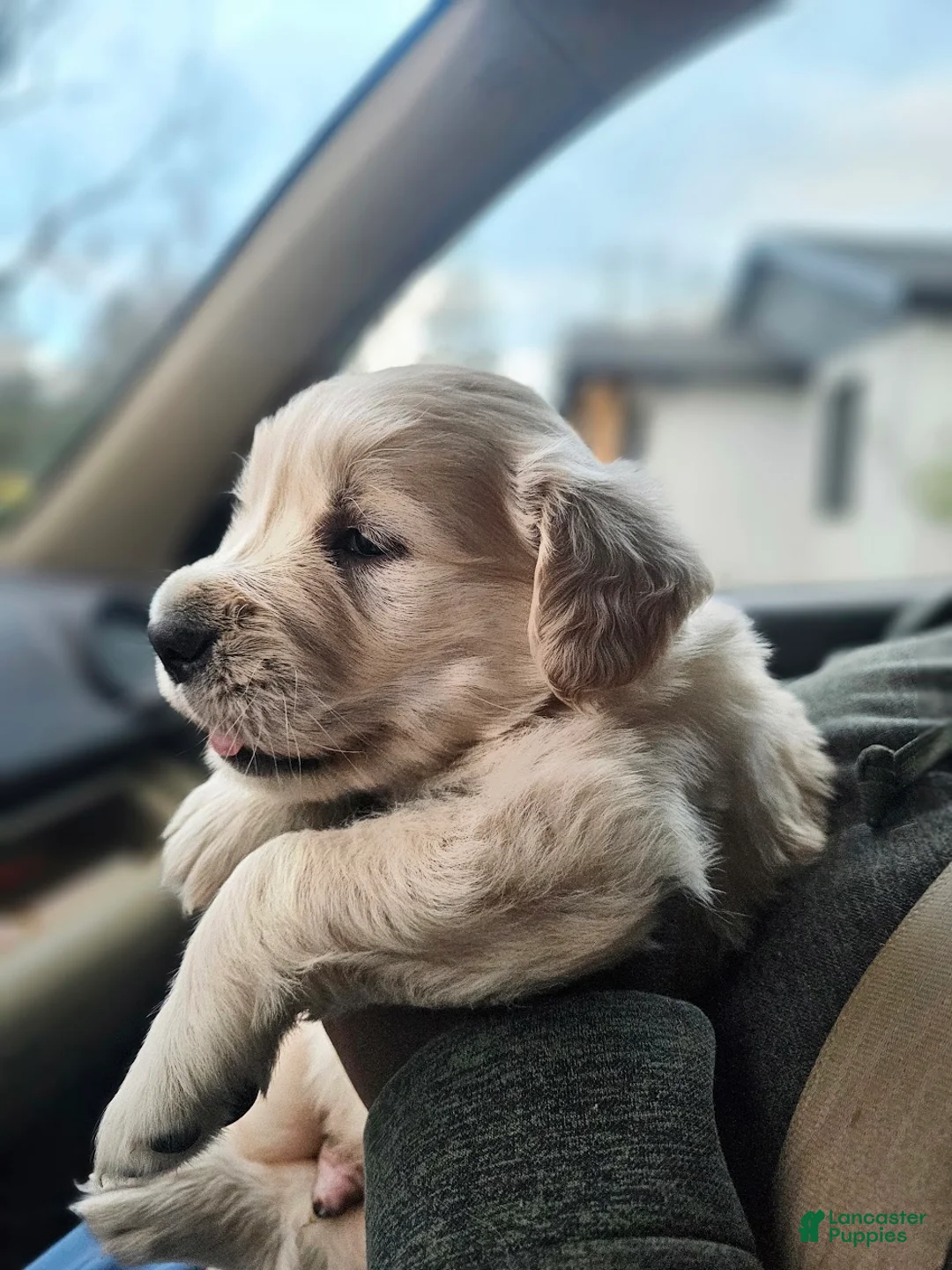 Golden Retriever dogs for sale: Leo  - Ad 1