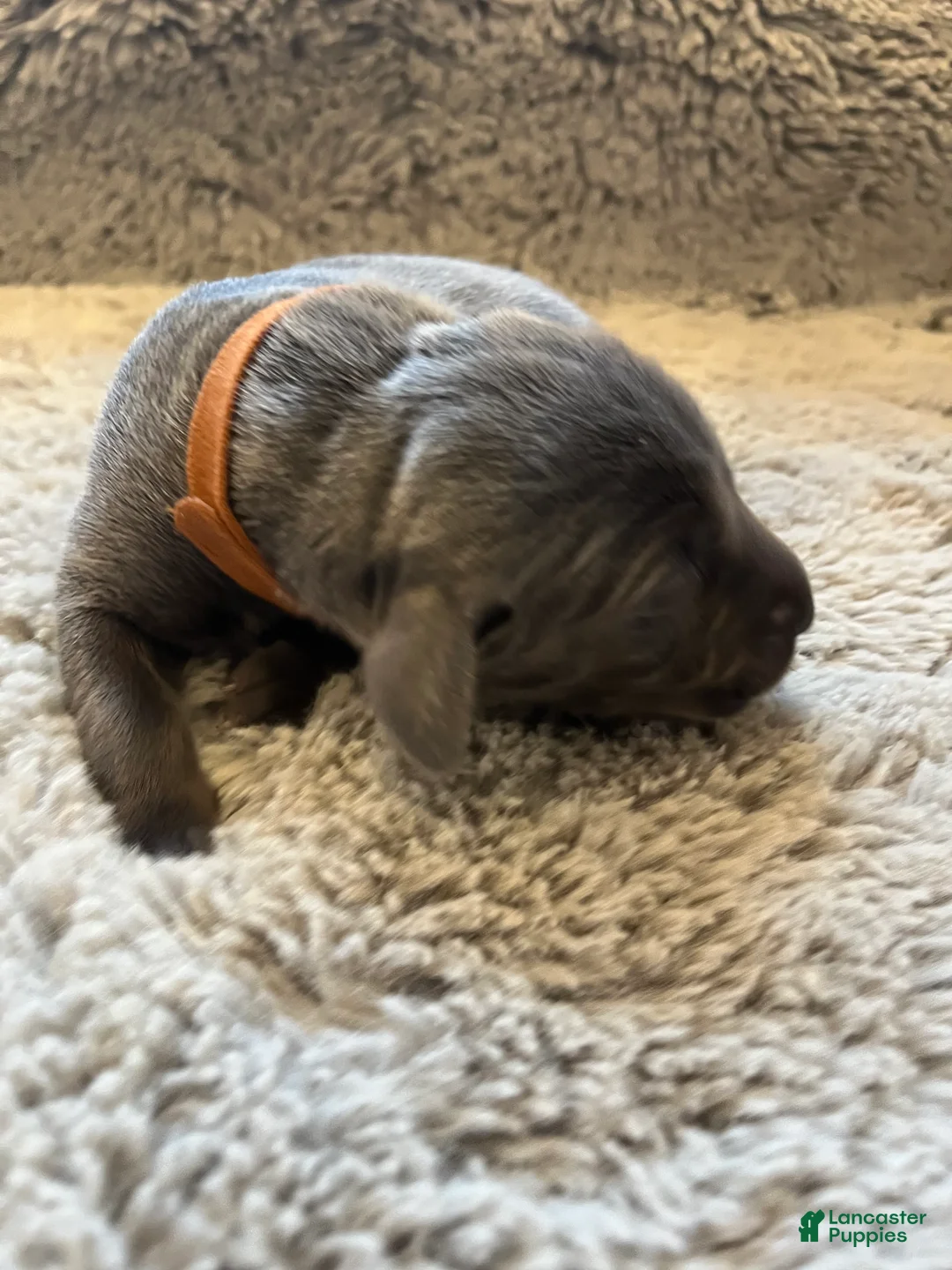 Weimaraner dogs for sale: Weimaraner Puppy 4 - Ad 1