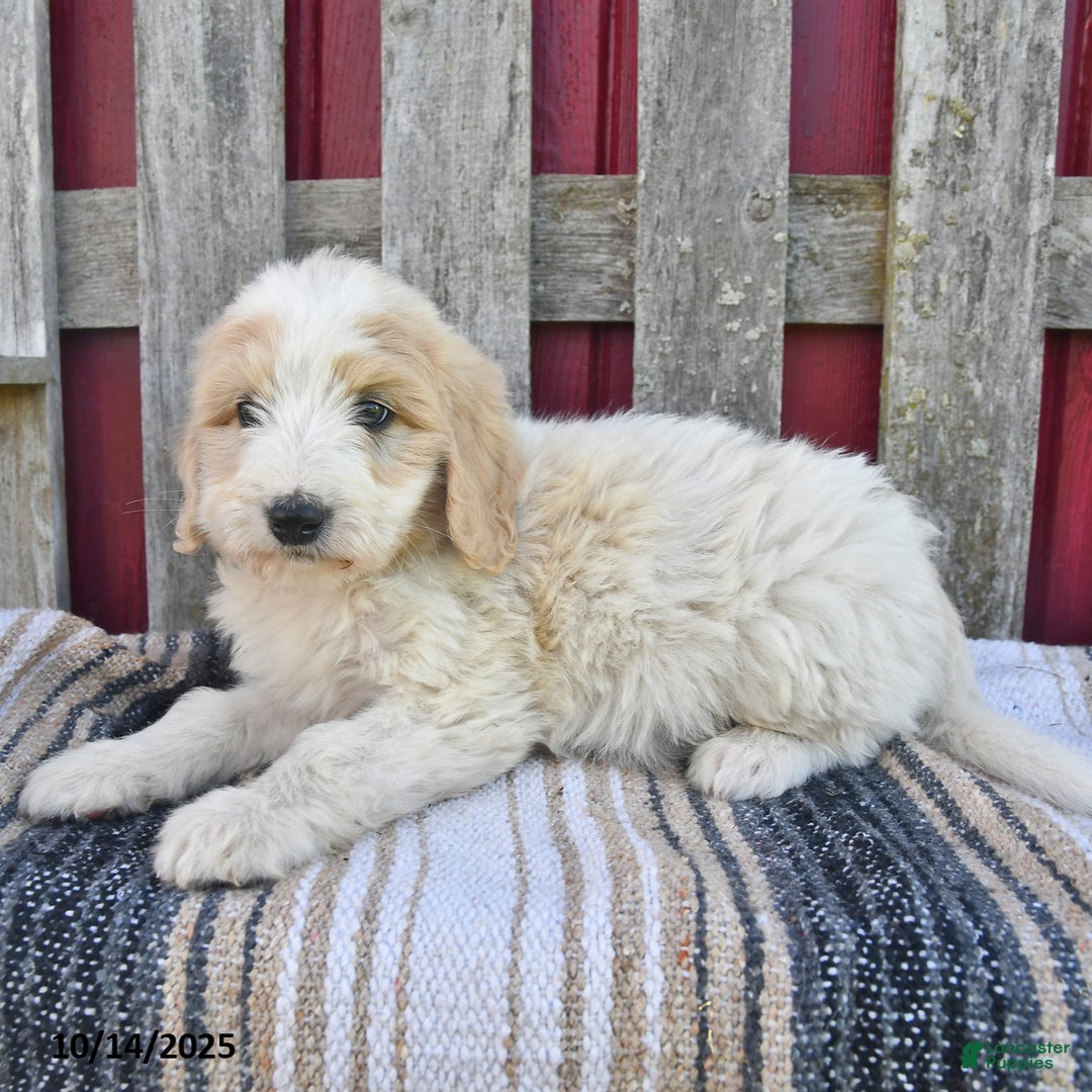 Bernedoodle dogs for sale: Boomer - Ad 13