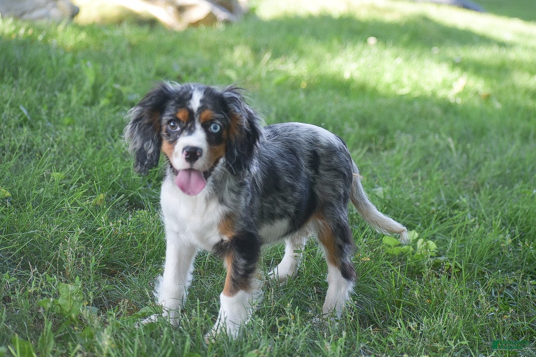 Puppies Australian Shepherd Cavalier King Charles Spaniel Mix Reba
