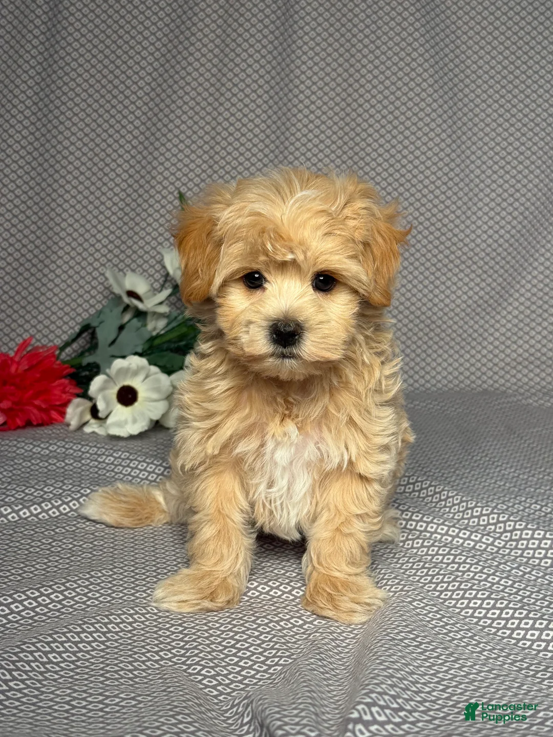 Maltipoo dogs for sale: Ace - Ad 1