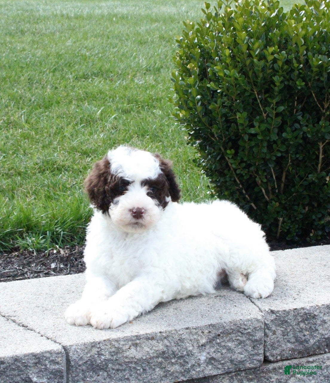 Portuguese Water Dog dogs Flicka - Ad 1