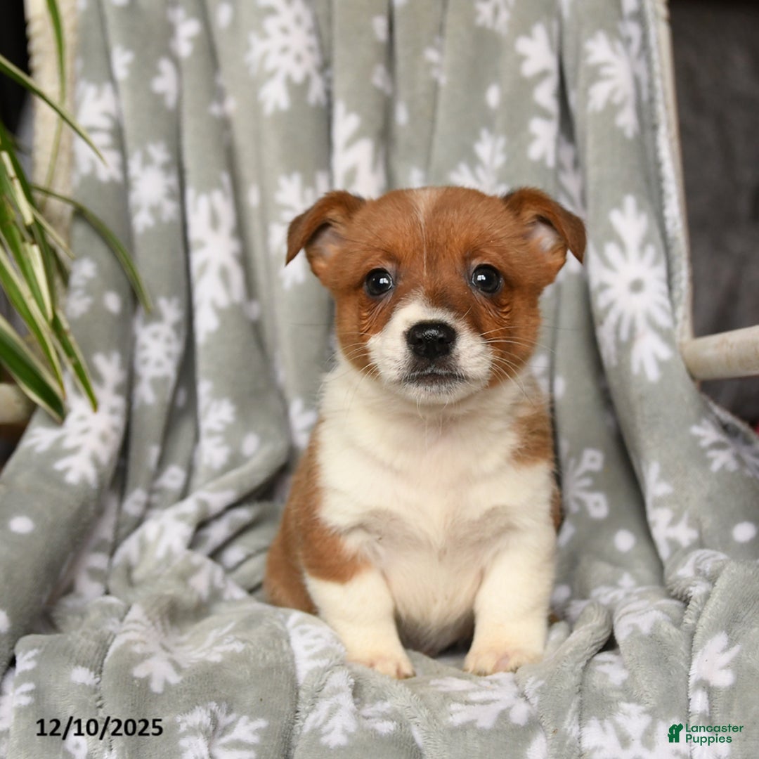 Welsh Corgi Pembroke dogs for sale: Crispy - Ad 3