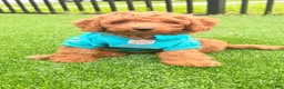 Miniature Poodle dogs for sale: Remy - Ad 1