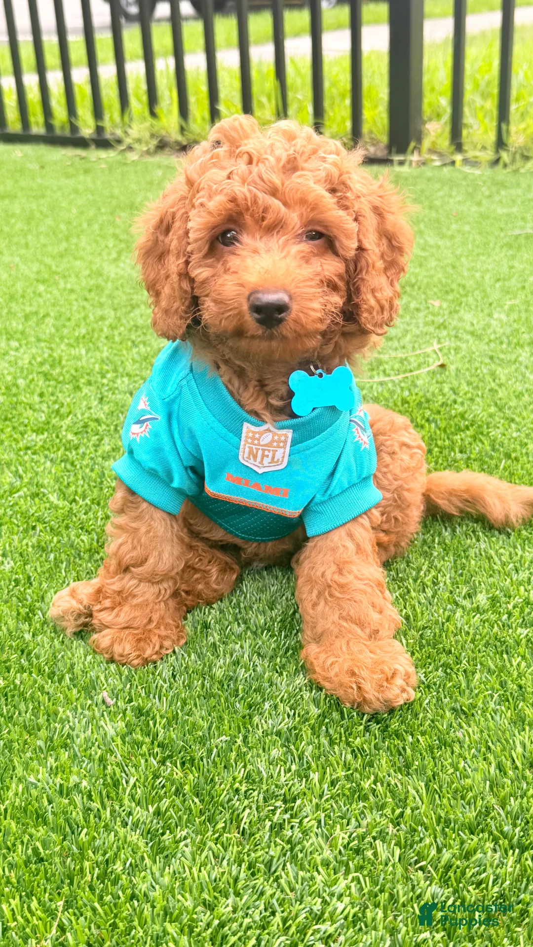 Miniature Poodle dogs for sale: Remy - Ad 1