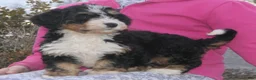 Mini Bernedoodle dogs for sale: Mini Bernedoodle Daphne - Ad 4