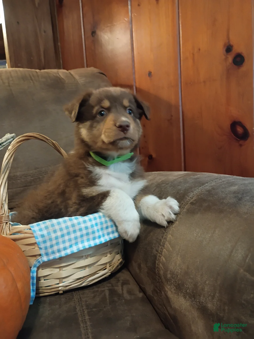Australian Shepherd dogs for sale: Mocha - Ad 2