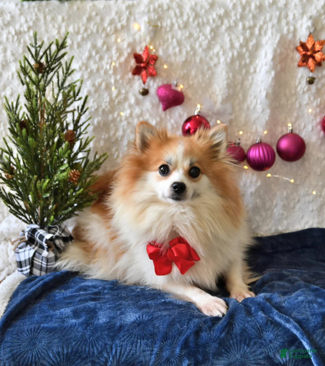 Pomeranian dogs for sale: Jesse EXTRA SMALL - Ad 6