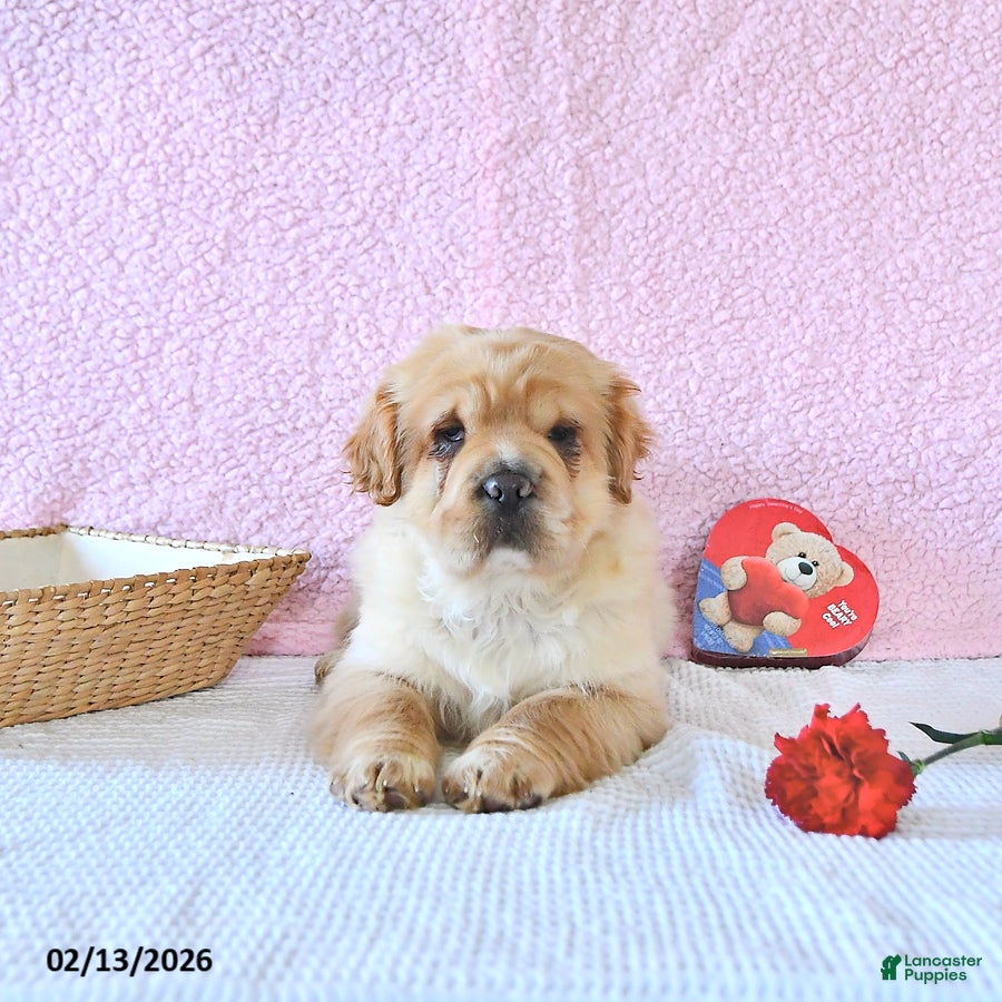 Mini Hippo dogs Dolly - Ad 5