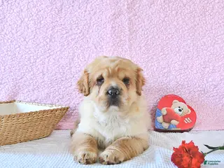 Mini Hippo dogs Dolly - Ad 5