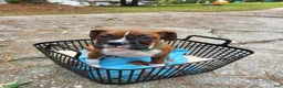 Boxer dogs for sale: Boxer 3 - Ad 4