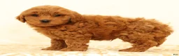 Mini Goldendoodle dogs for sale: Lane - Ad 6