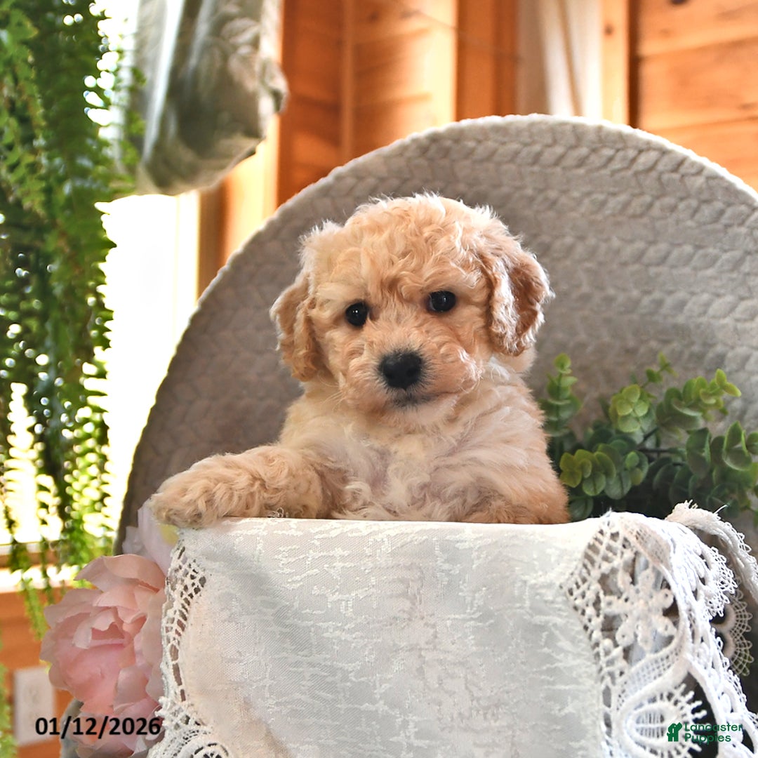 Bichpoo dogs for sale: Brooklyn - Ad 3