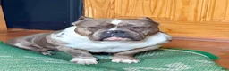 American Bully dogs for stud: Núcleo  - Ad 3