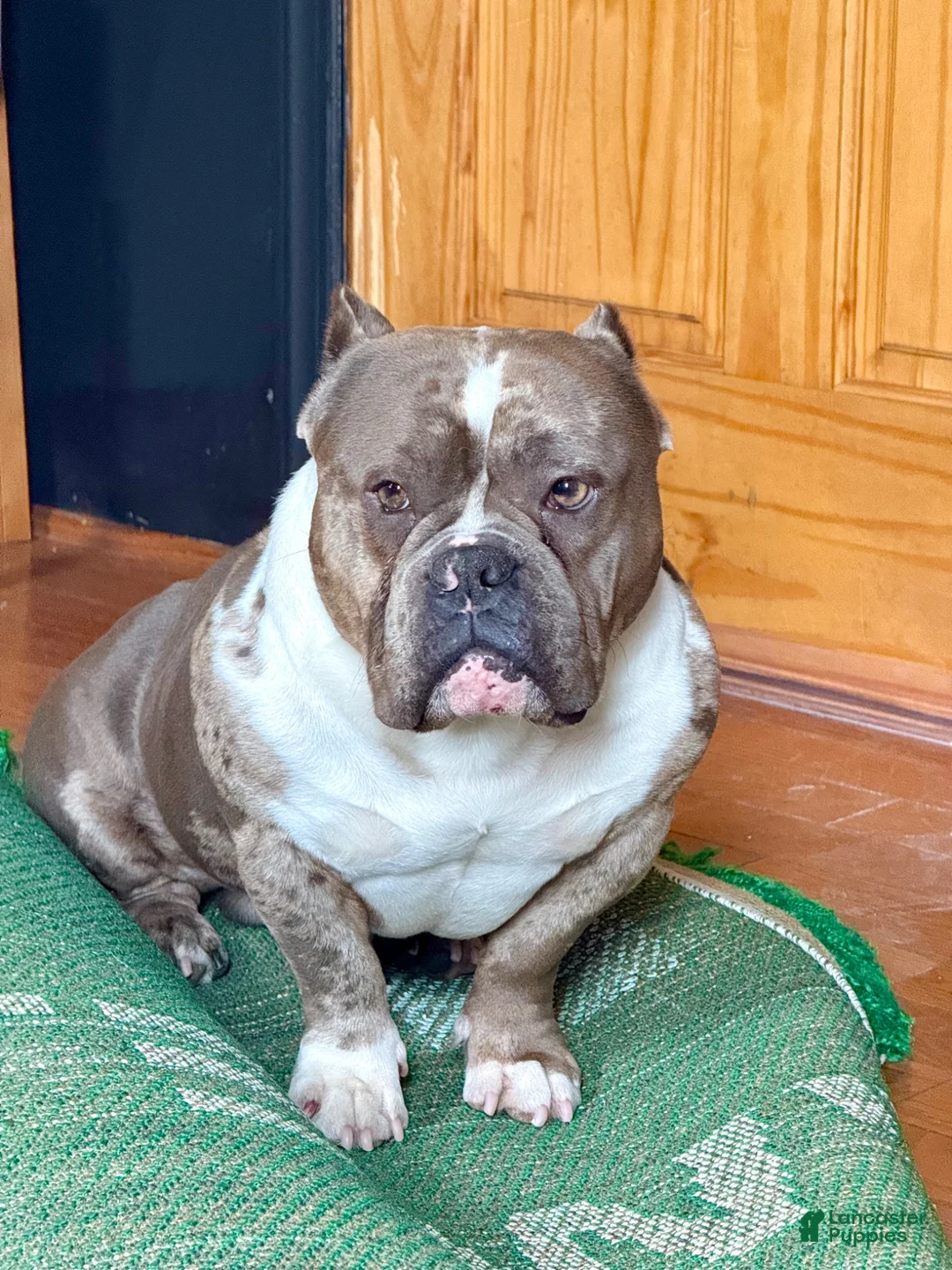 American Bully dogs for stud: Núcleo  - Ad 3