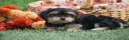 Morkie dogs for sale: Sage - Ad 5