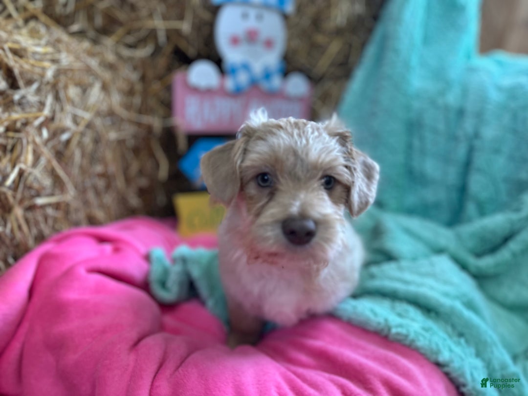 Maltipoo dogs for sale: Mr Rollie - Ad 15