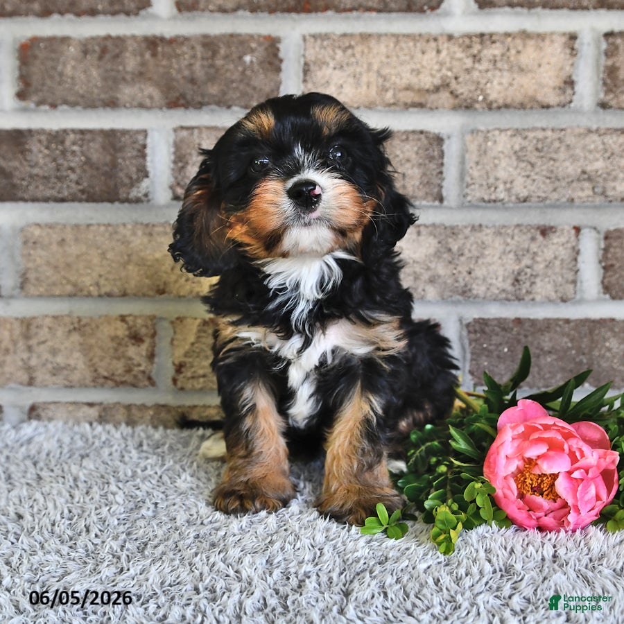 Cavachon dogs Betty   - Ad 2