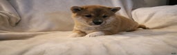 Shiba Inu dogs for sale: Sasha  - Ad 10