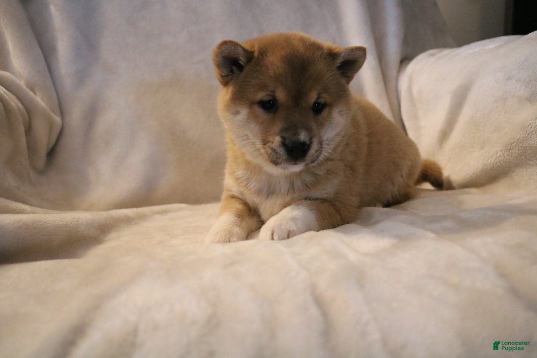 Shiba Inu dogs for sale: Sasha  - Ad 10