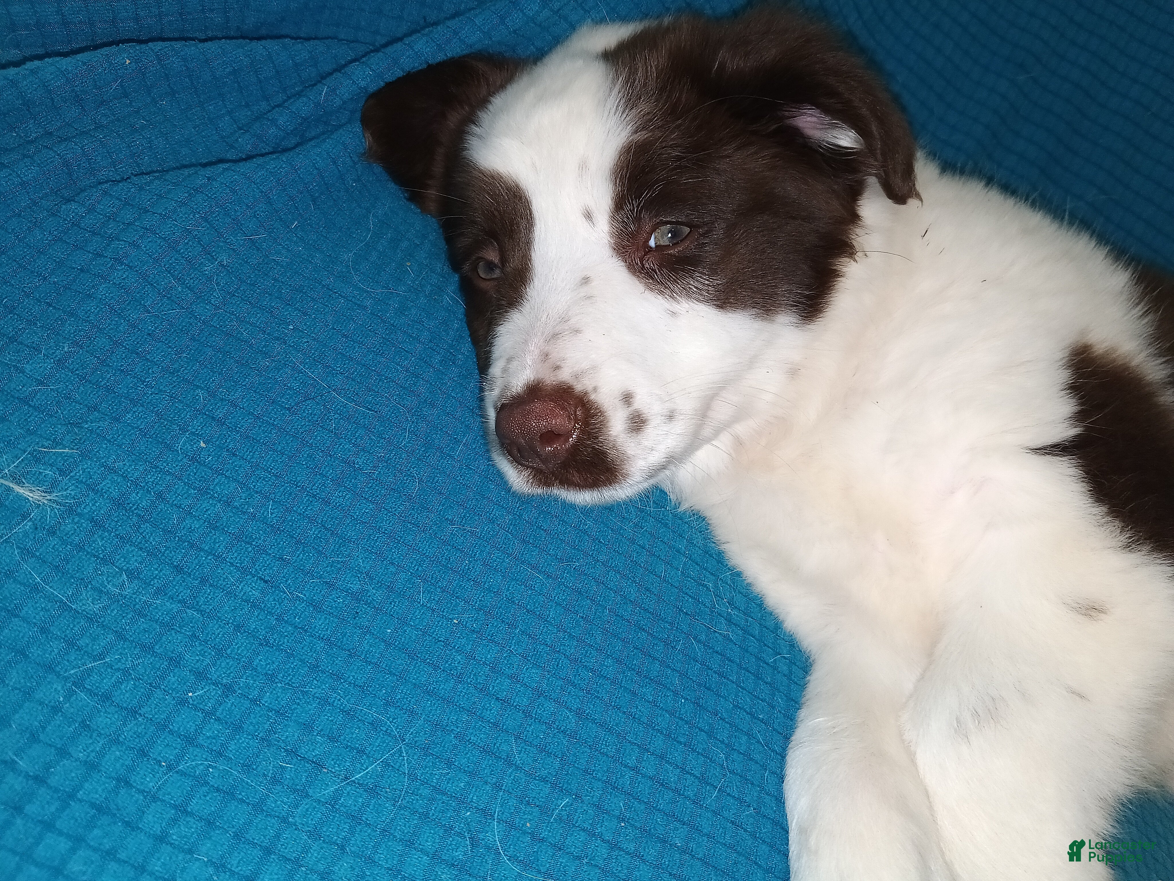 Australian Shepherd dogs Australian Shepherd Puppy 5 - Ad 39