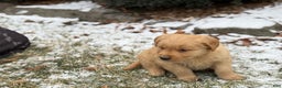 Golden Retriever dogs for sale: Sonic - Ad 9