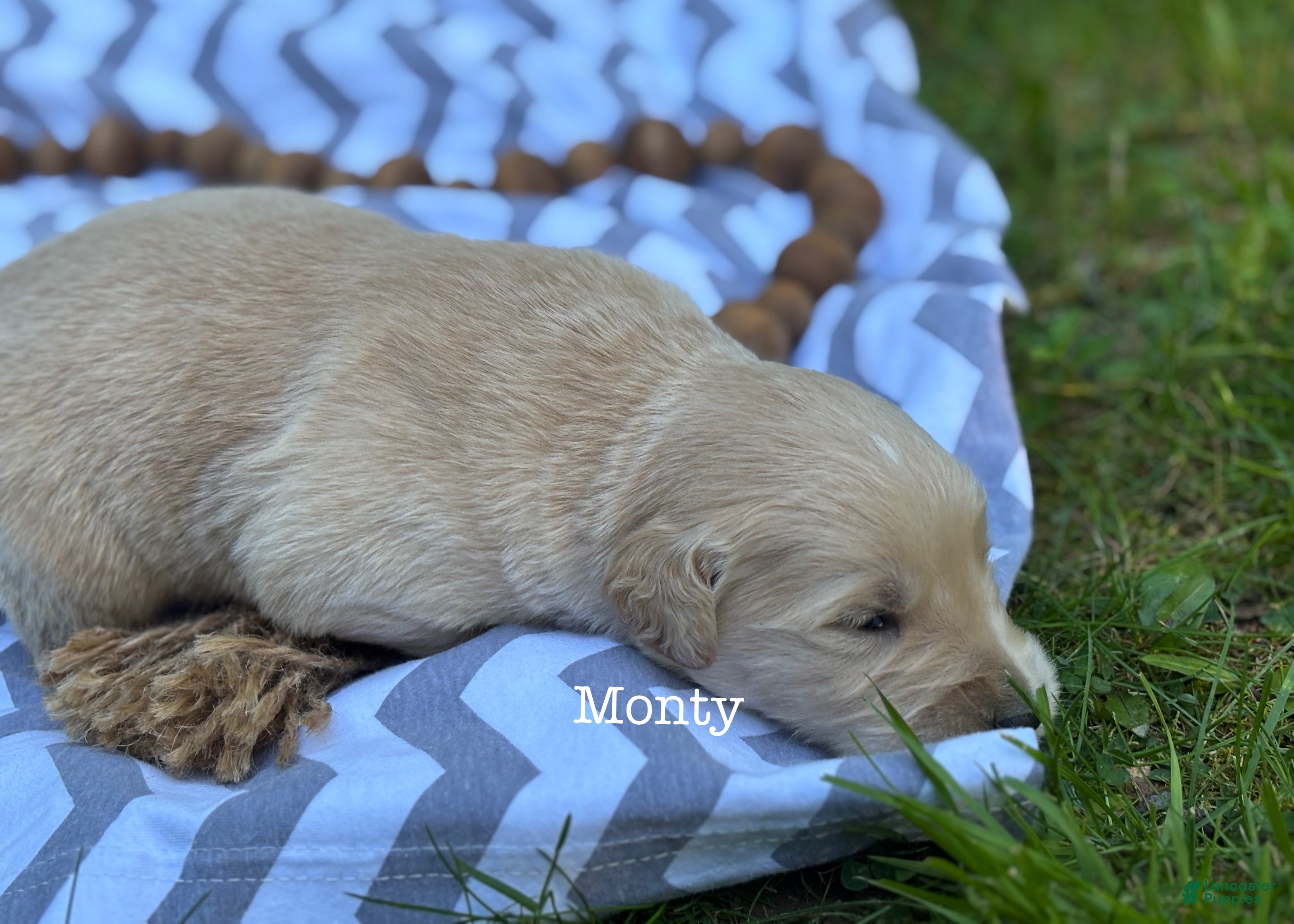 Golden Retriever dogs Monty - Ad 1