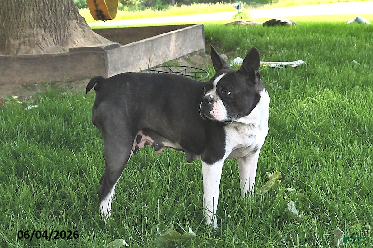 Boston Terrier dogs for sale: Glory - Ad 6