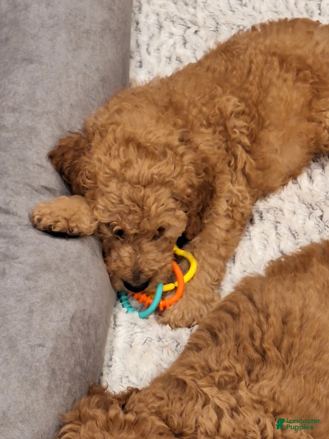 Gallery Image {{count}}