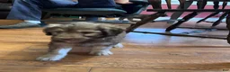 Aussiedoodle dogs for sale: Aussiedoodle 2 - Ad 7