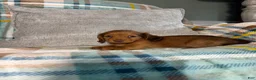 Miniature Dachshund dogs for sale: Jasper - Ad 13
