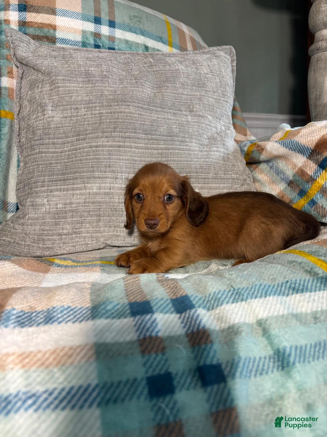 Miniature Dachshund dogs for sale: Jasper - Ad 13
