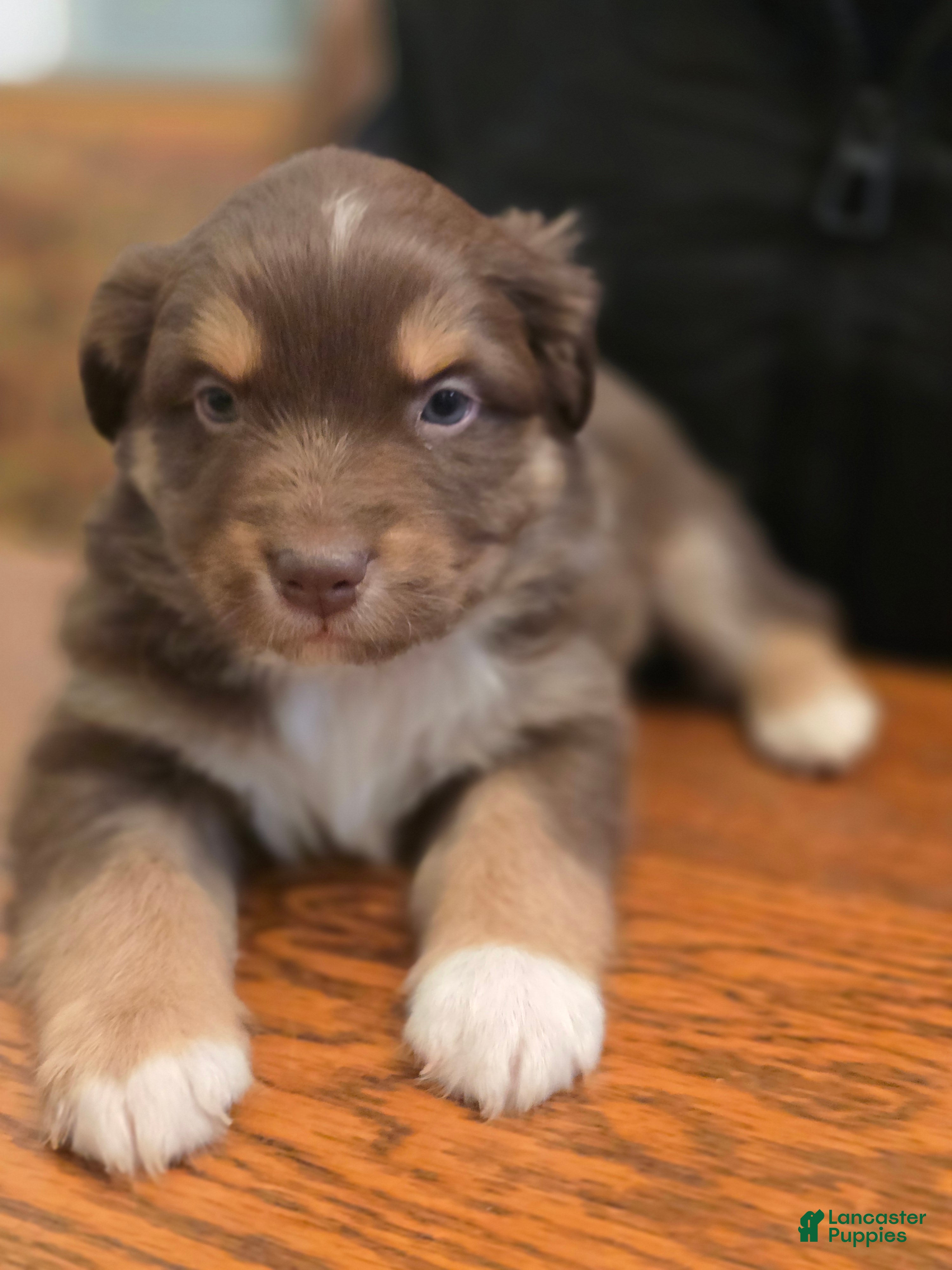 Australian Shepherd dogs for sale: Australian Shepherd Puppy 8 - Ad 1