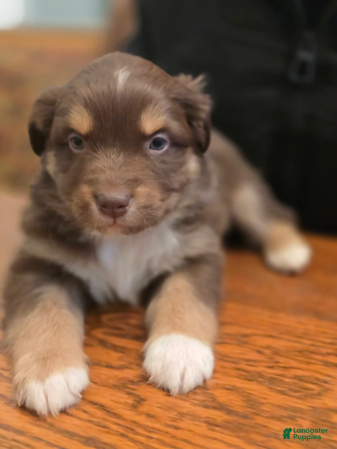 Australian Shepherd dogs for sale: Australian Shepherd Puppy 8 - Ad 1