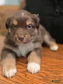 Australian Shepherd Puppy 8
