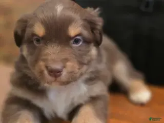 Australian Shepherd dogs for sale: Australian Shepherd Puppy 8 - Ad 1