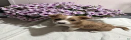 Miniature Australian Shepherd dogs for sale: Sheldon - Ad 3
