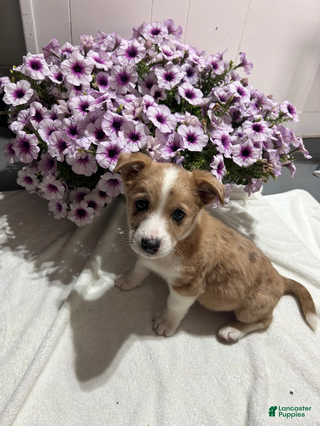 Miniature Australian Shepherd dogs for sale: Sheldon - Ad 3