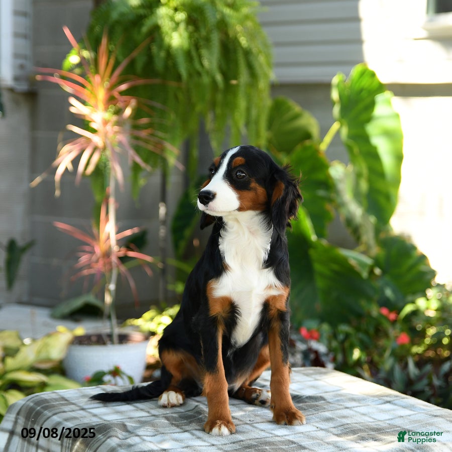 Cavalier King Charles Bernese Mini Poodle Tiny Miniature Bernese