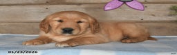 Golden Retriever dogs for sale: Prince - Ad 5
