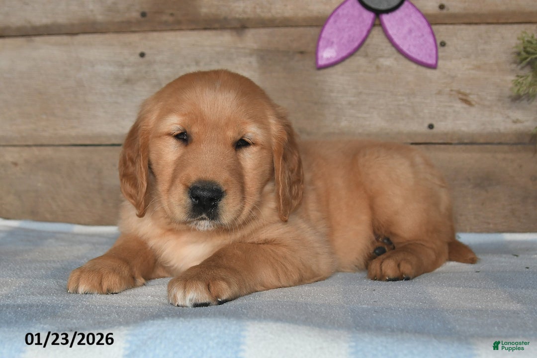 Golden Retriever dogs for sale: Prince - Ad 5