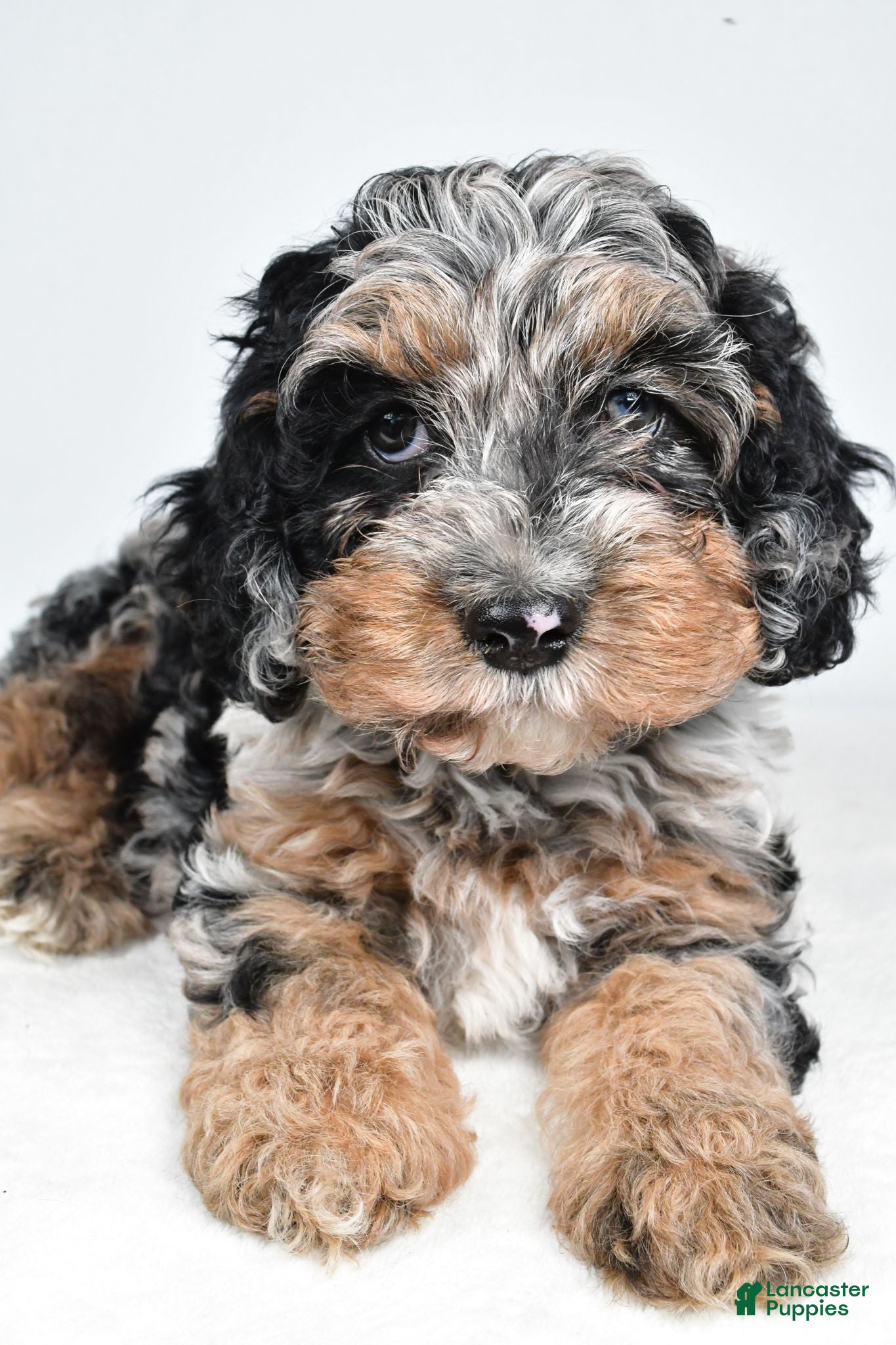 Cockapoo dogs Vicki - Ad 2