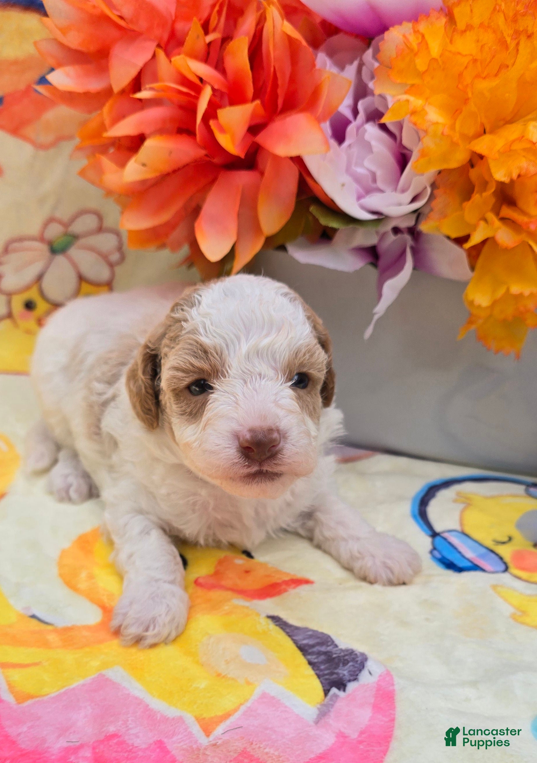 Yorkiepoo dogs Coast - Ad 19