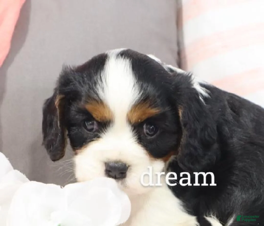 Cavalier King Charles Spaniel dogs for sale: Tirzah - Ad 1