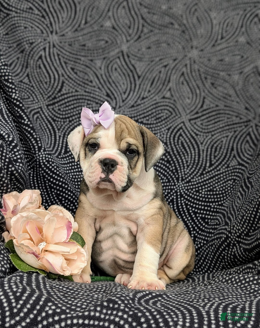 Olde English Bulldogge dogs for sale: Ginger - Ad 2