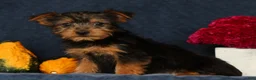 Yorkshire Terrier dogs for sale: Quill - Ad 5