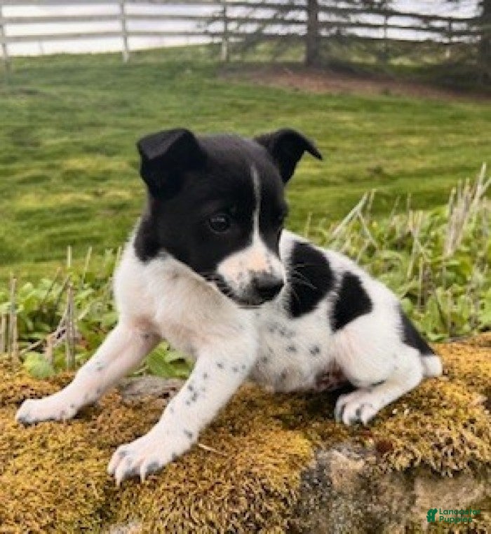 Mixed Breed dogs Sparky - Ad 2