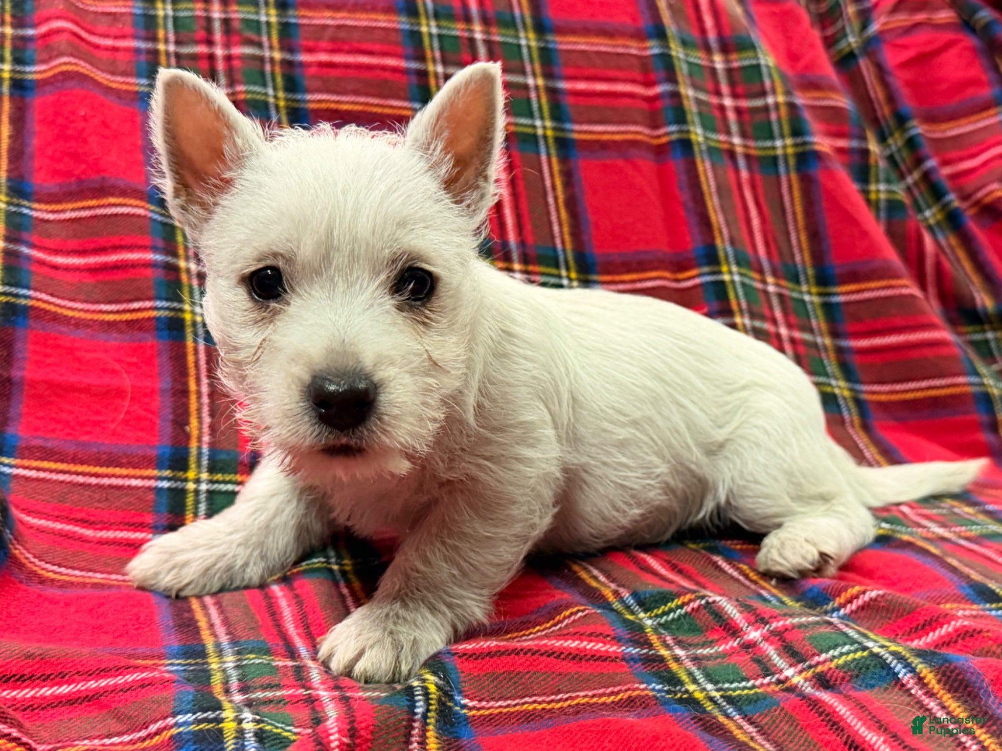 West Highland Terrier dogs for sale: Teyana  - Ad 3