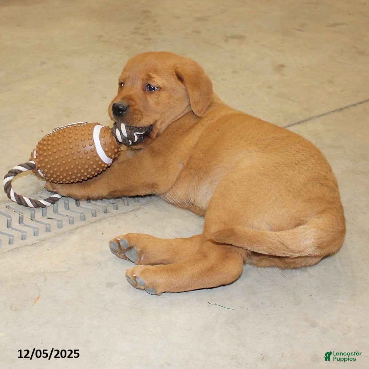 Goldador dogs Harper - Ad 3